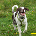 Scientists May Have Halted a Form of Inherited Blindness in Dogs